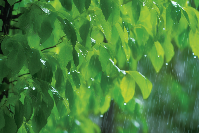 实拍春天大树叶子上的雨水背景,高清,摄影图,摄影图片,图片大全,摄影图免费下载